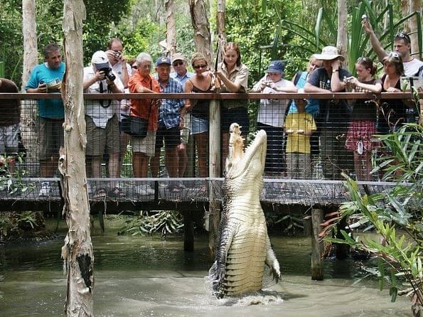 People watching feeding a crocodile in Hartley's Crocodile Adventures near Pullman Port Douglas