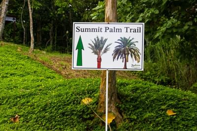Senderismo Cumbre Palm Trail