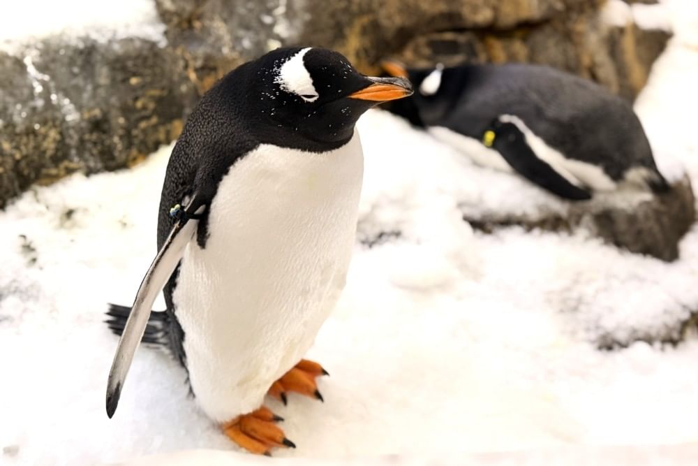A close-up of a small penguin sitting on a bed of snow, his wings slightly outstretched.