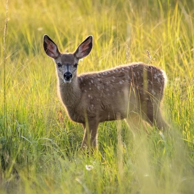Image of a deer featured in our article on the 
