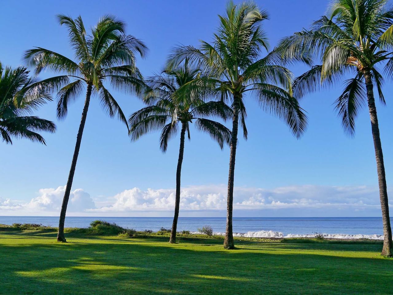 palm trees located on the property of Waimea Plantation Cottages