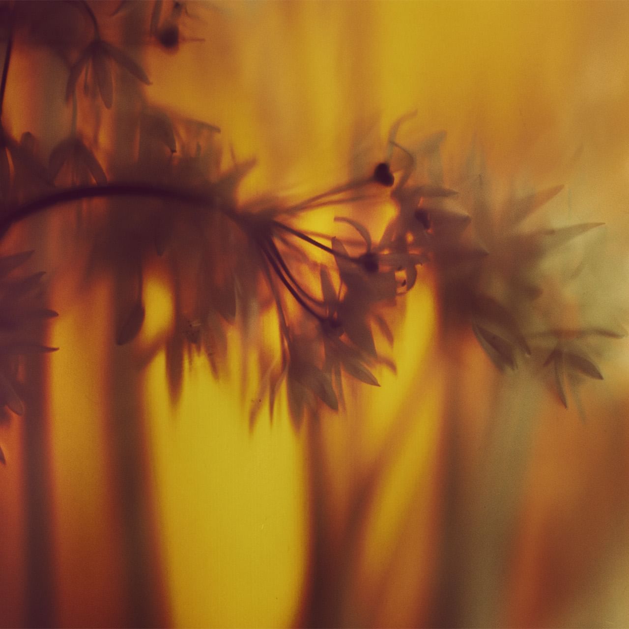 Blurred background image of tree branch used at Dunluce Lodge