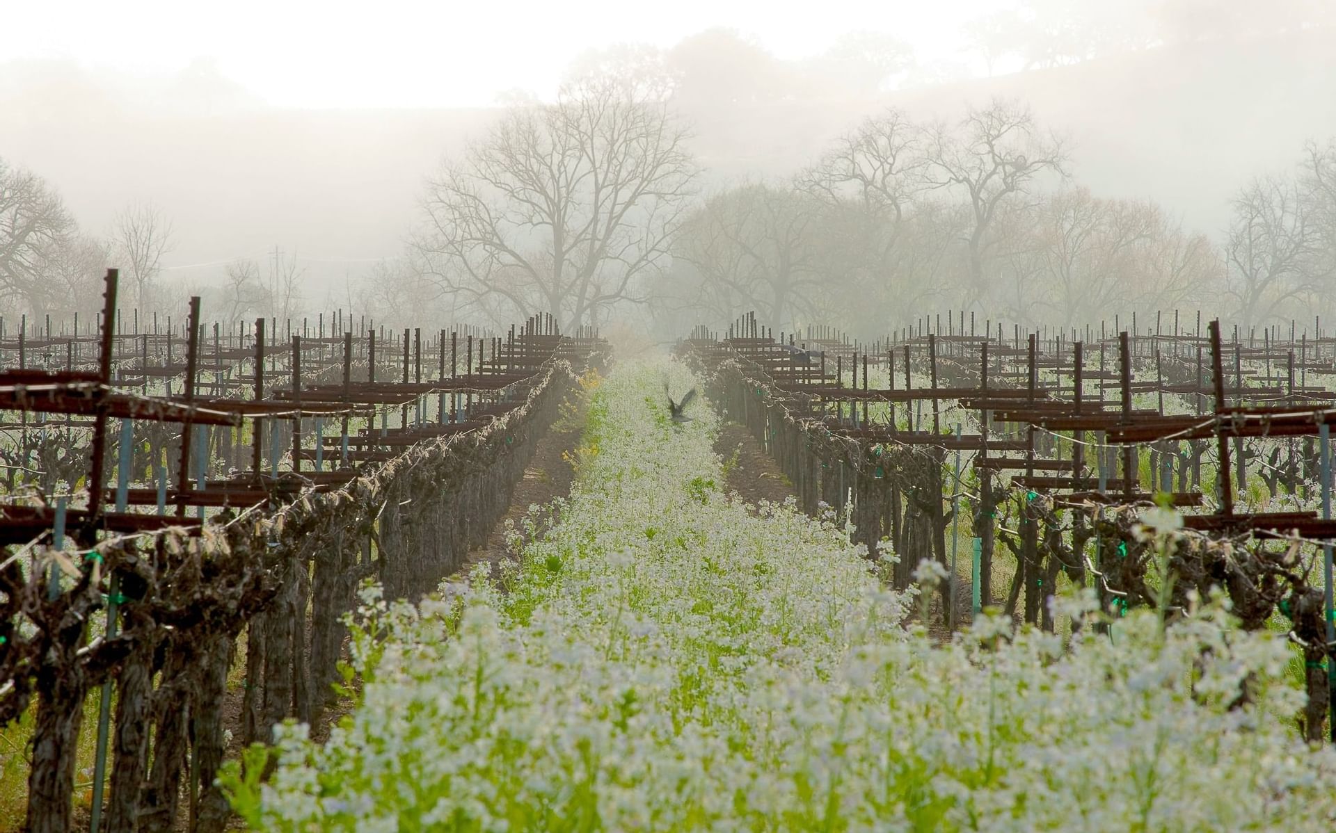 green vineyard