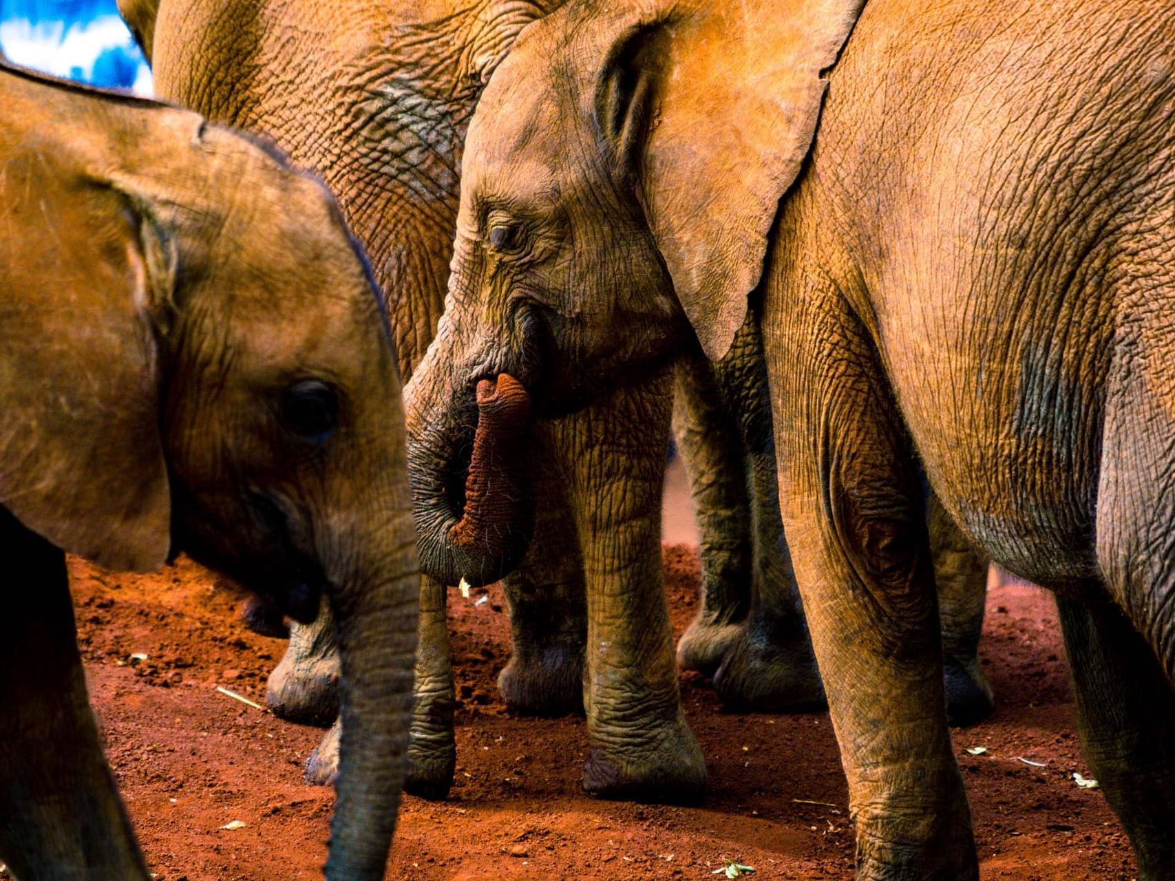 Elephants at David and Daphine Sheldrick elephant nursery