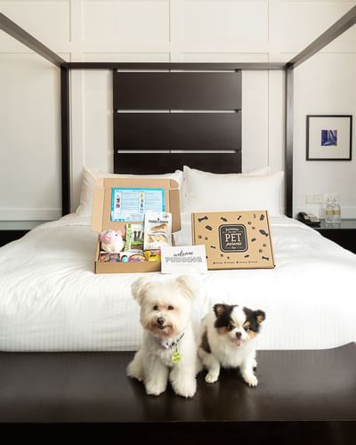 Furkid Welcome Amenity for pampered paws at Amara Sanctuary