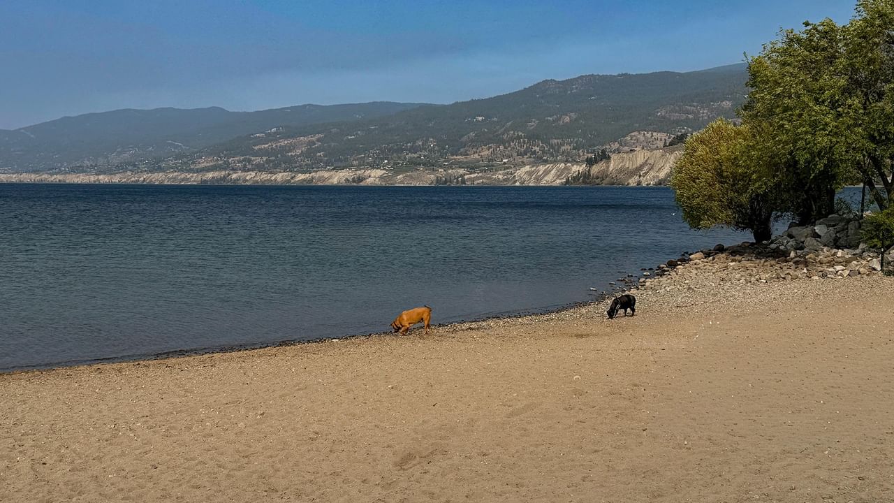 Two dogs near a tree on the sandy shore of a lake with mountains in the background.