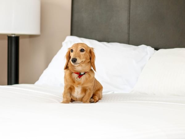 Small dog on bed at Chill logo used at Stoney Nakoda Resort