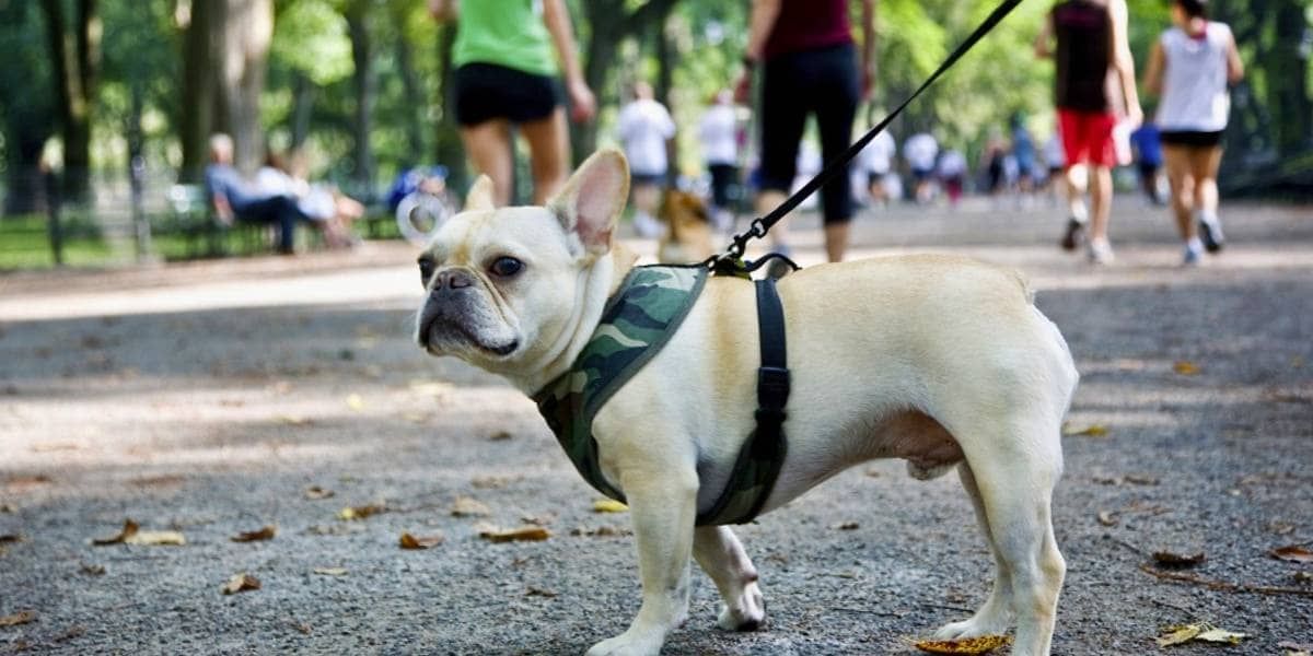 Pet-Friendly Hotels in New York City - The Moderne Hotel NYC