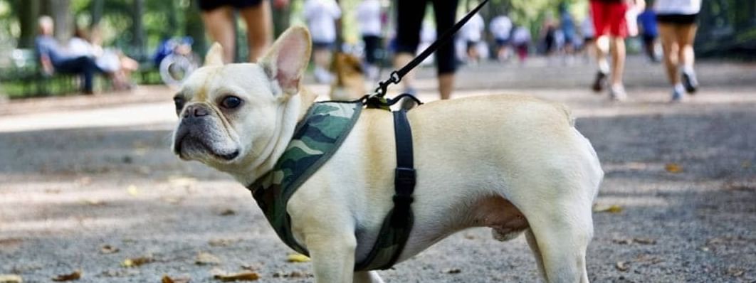 Dog-Friendly Hotel Package at The Moderne Hotel New York City