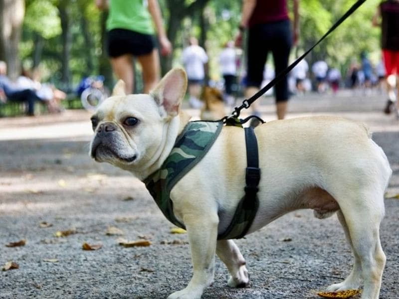 Dog-Friendly Hotel Package at The Moderne Hotel New York City