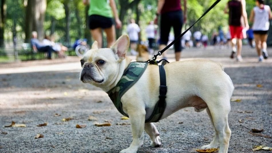 Dog-Friendly Hotel Package at The Moderne Hotel New York City