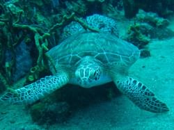 Turtle in the sea bed at Tamarind Reef Resort 