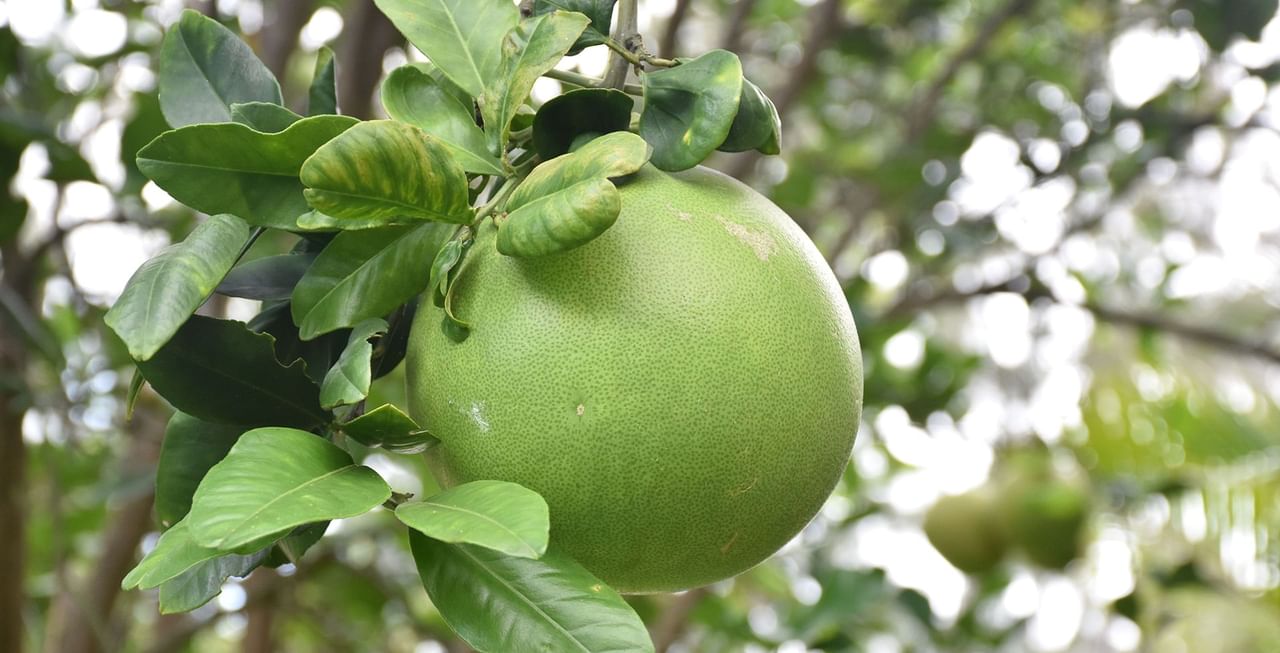 Fruit Tree