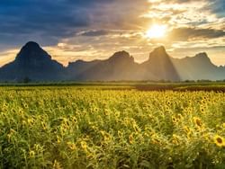 Sunflowers field with mountains near Hop Inn Hotel