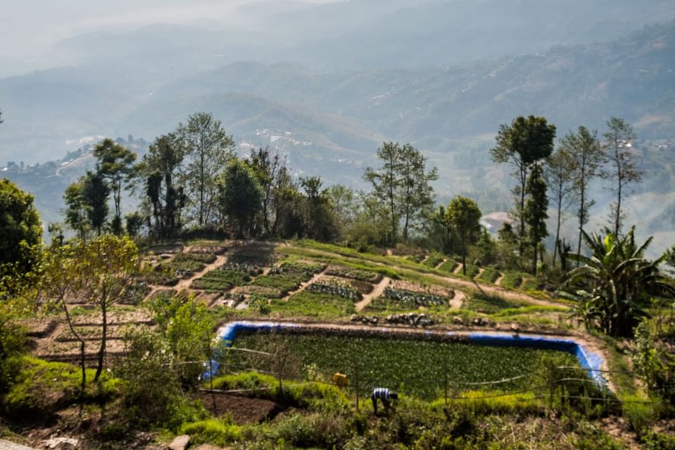Terraced farm with green rows framed by trees and misty mountains near The Dwarika's Himalayan Wellbeing