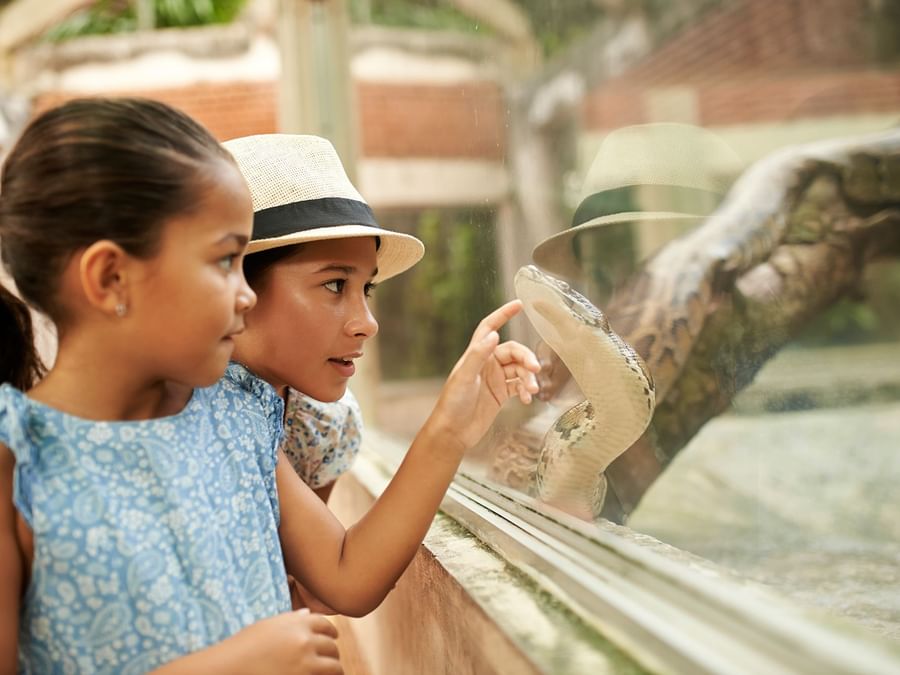 Kids interacting with a snake behind glass at Zoo near DAMAC Hotels & Resorts, One of the best family hotels in Dubai