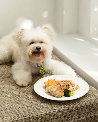 Breakfast meal served for pampered paws at Amara Sanctuary