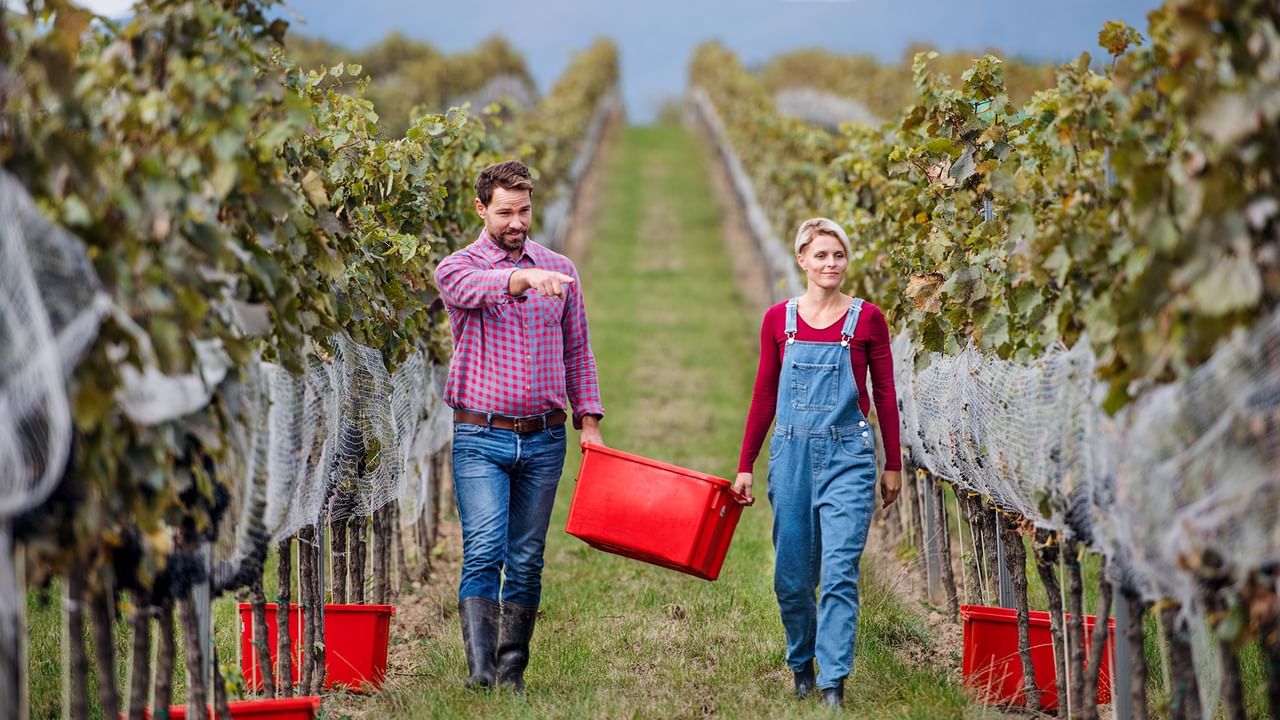 A couple walks through a vineyard carrying red harvest buckets between rows of grapevines on a sunny day.