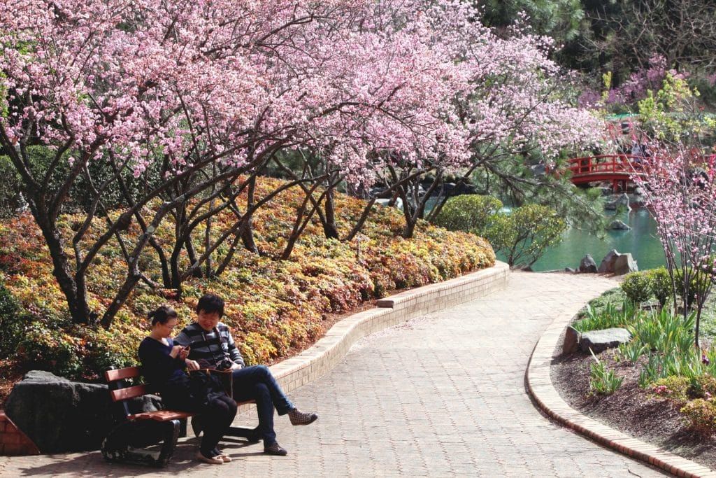 Sydney Cherry Blossom, Auburn