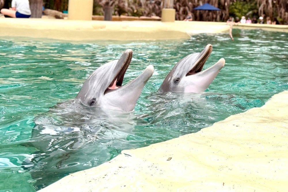 Two dolphins poke their heads out of the water, mouths open, at the Dolphin Nursery at SeaWorld Orlando. 