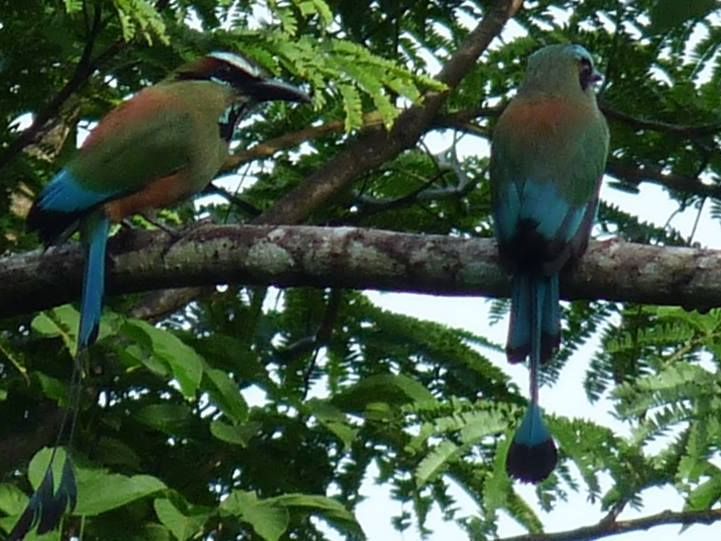 Carara National Park