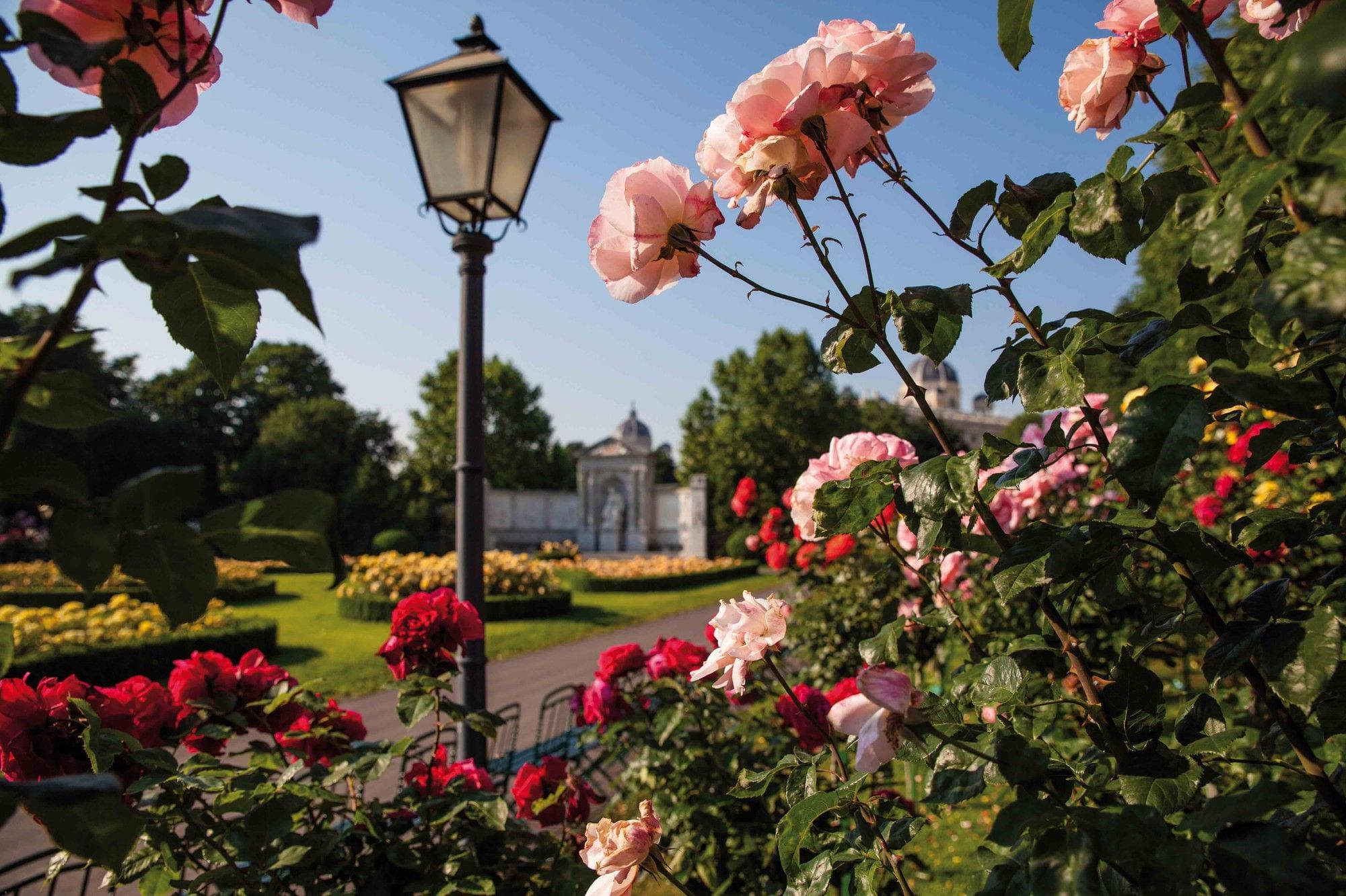 Rose garden in Vienna Volksgarten with blooming roses, historic lantern and green park scenery