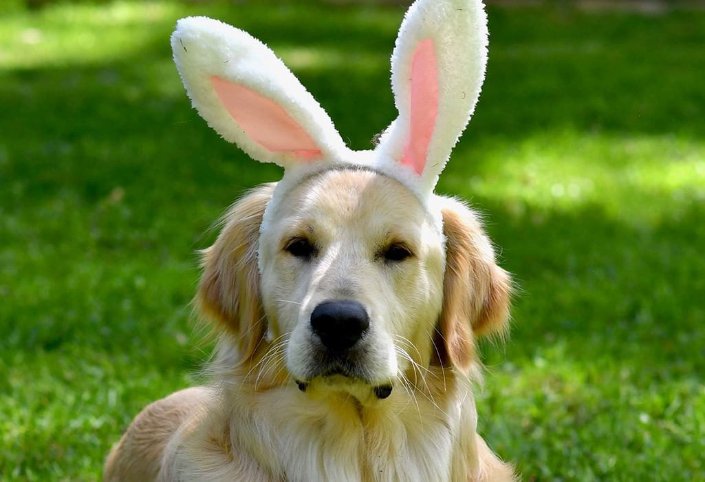 dog wearing bunny ears