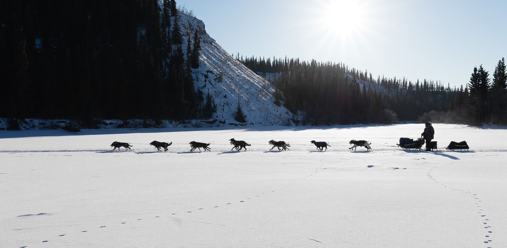 Pack of dogs in Dawson City dog sledding near Eldorado, a Coast Hotel