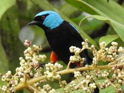 Un oiseau noir et bleu sur une branche 