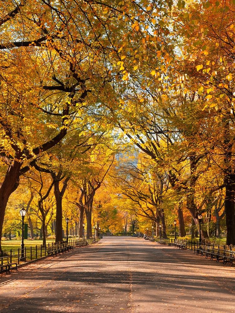 Tree-lined pathway with vibrant autumn foliage and park benches in Central Park