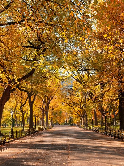 Tree-lined pathway with vibrant autumn foliage and park benches in Central Park