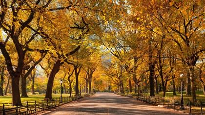 Tree-lined pathway with vibrant autumn foliage and park benches in Central Park