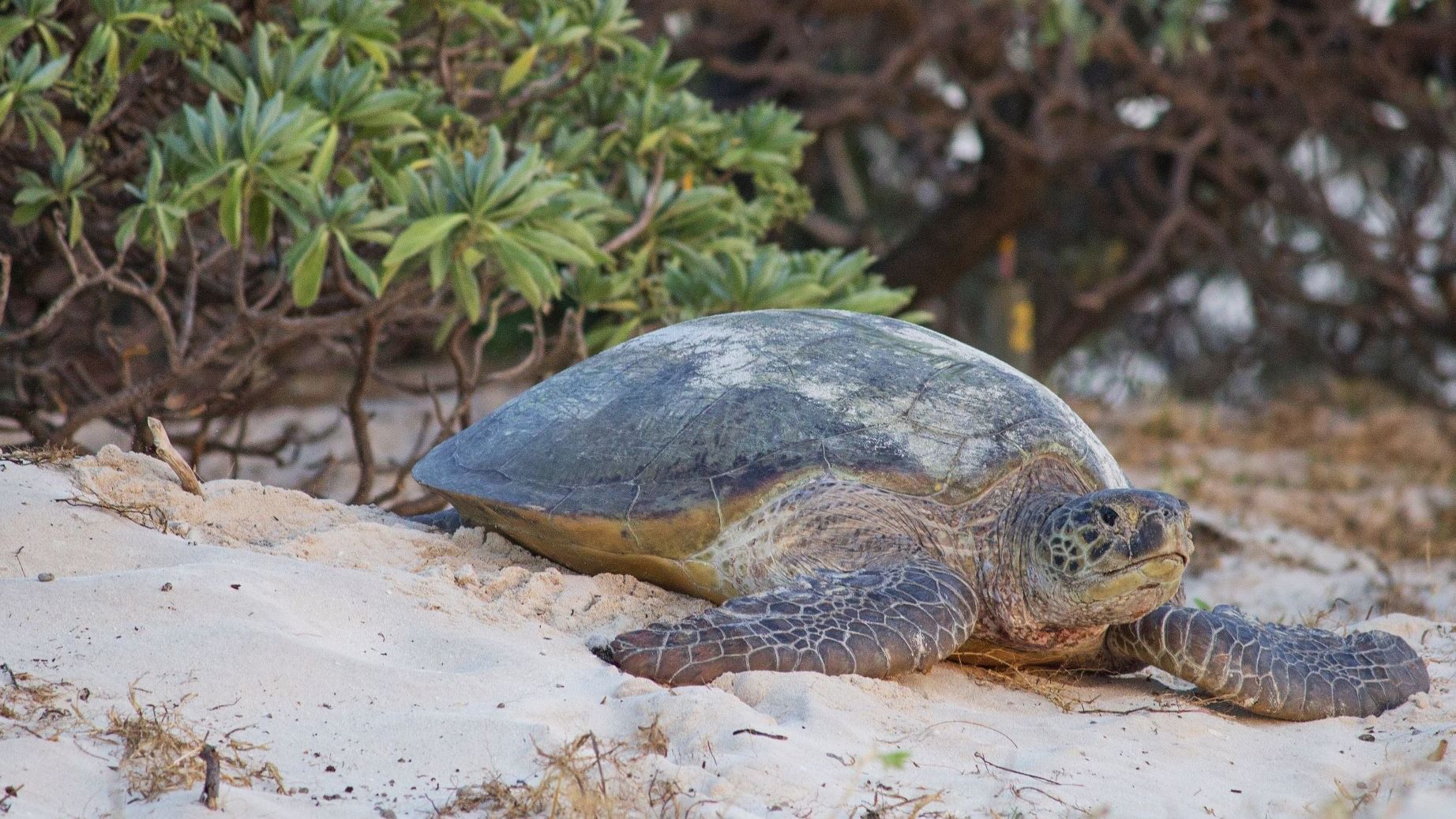 Closeup of an adult turtle inshore near Heron Island Resort