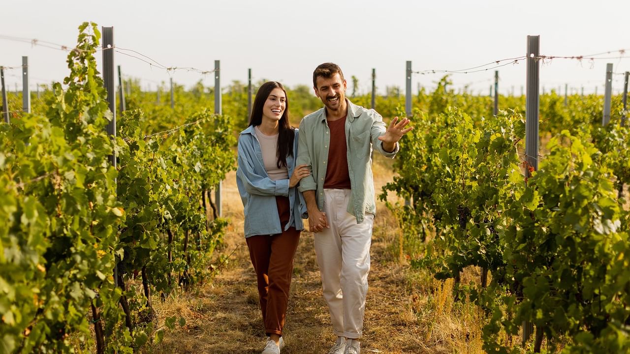 Couple walking through a a vineyard
