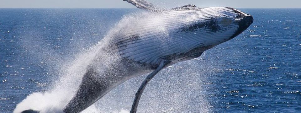 View of a whale breaching out of the water on a sunny day near Novotel Sunshine Coast Resort