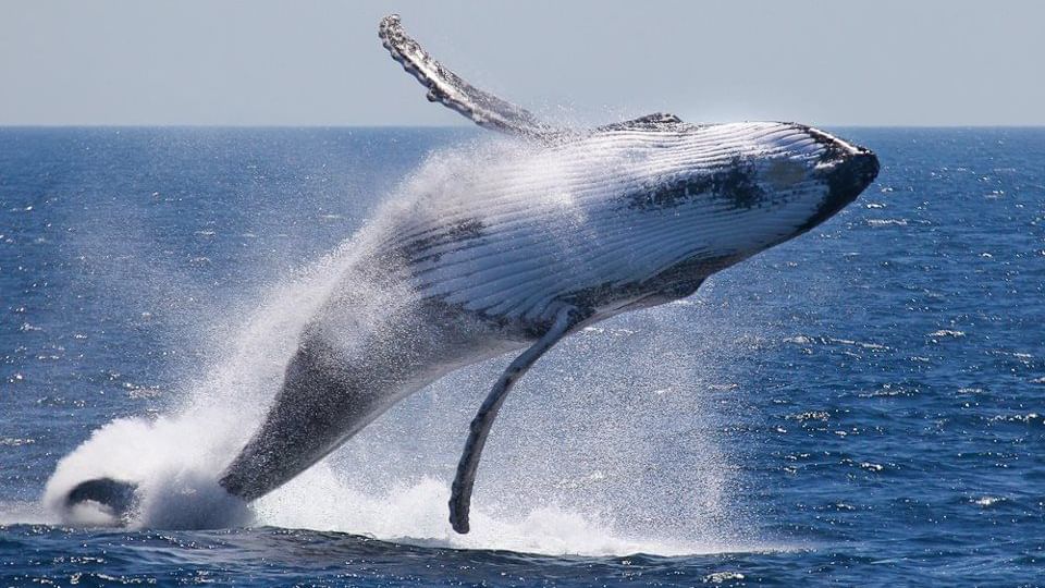 View of a whale breaching out of the water on a sunny day near Novotel Sunshine Coast Resort