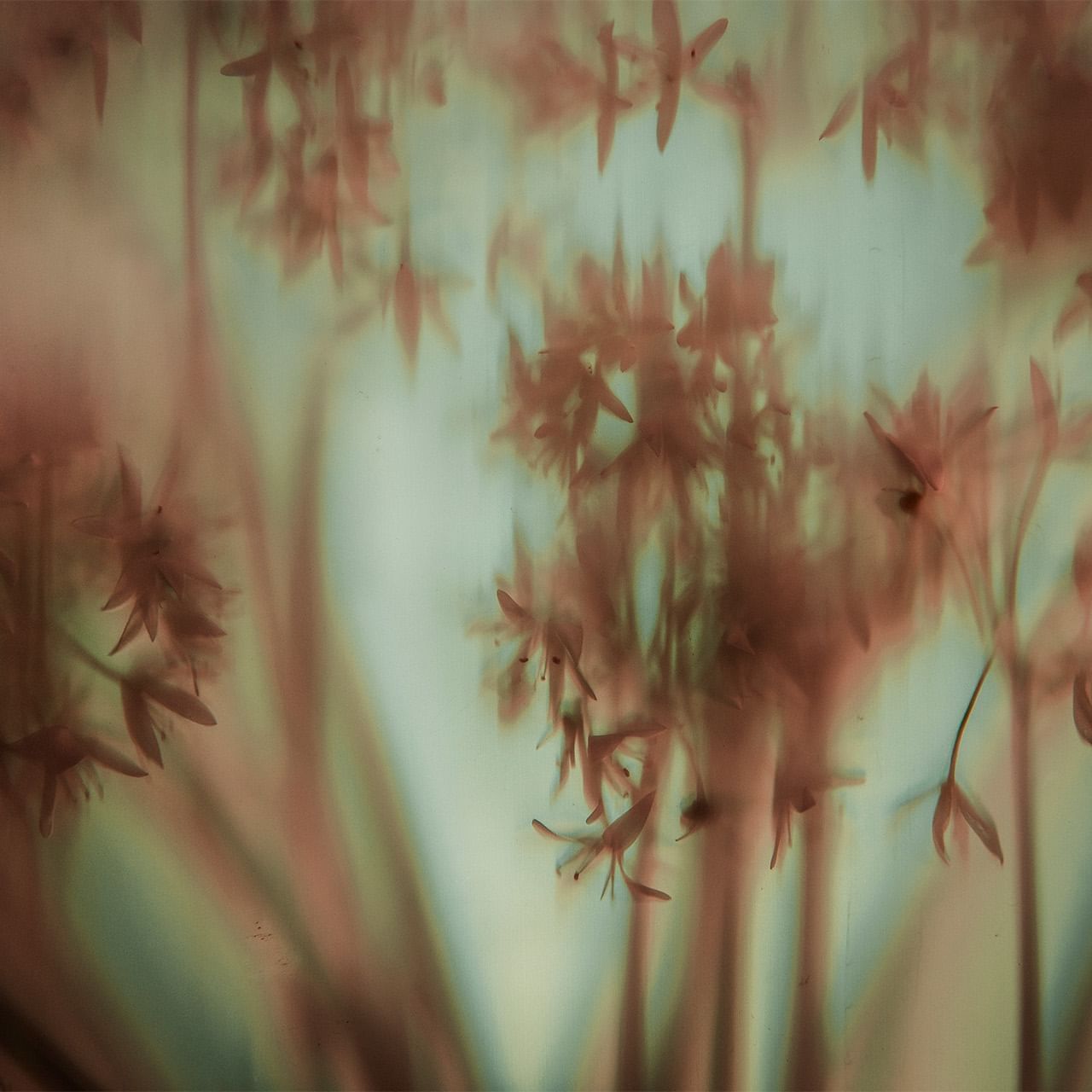 Blurred background image of tree branch used at Dunluce Lodge, Portrush hotels