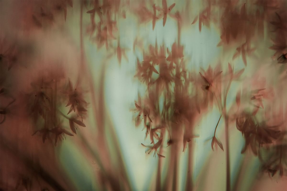 Blurred background image of tree branch used at Dunluce Lodge