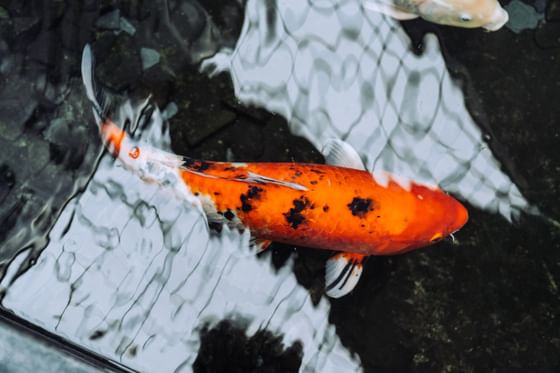 A lake with koi fishes of The Atrium Hotel CDG Airport by Penta