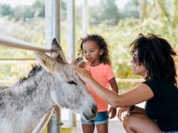 Mother & daughter petting a donkey in the Aruba Donkey Sanctuary near Passions on the Beach