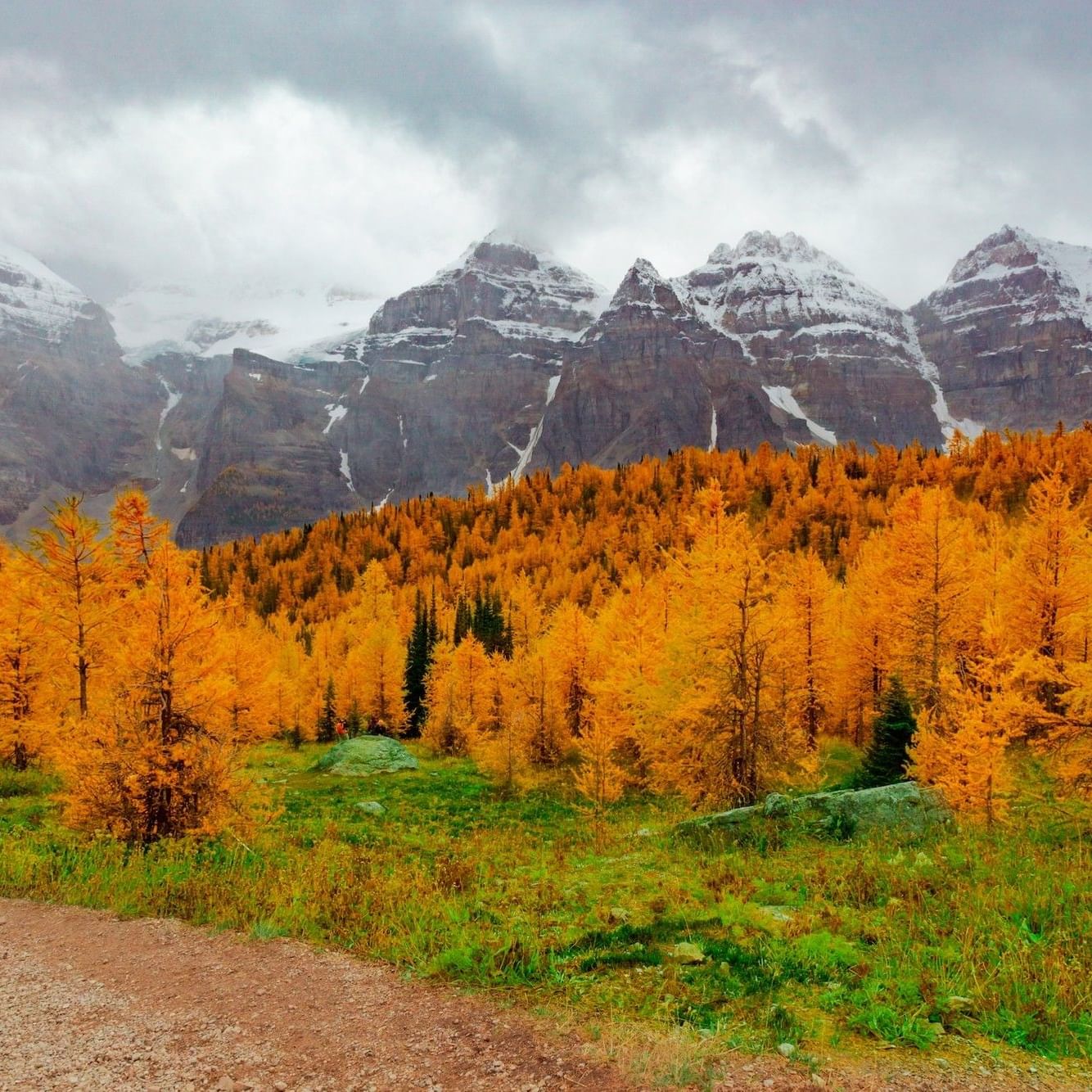Golden larch trees in autumn with snow-capped mountain peaks and cloudy skies in the Bow Valley.