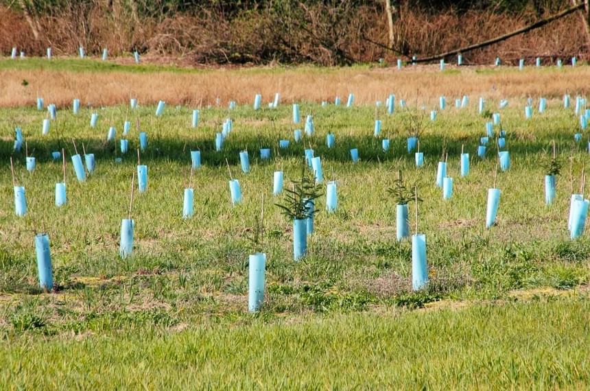 Carbon Neutral Britain featuring a field of recently planted immature trees