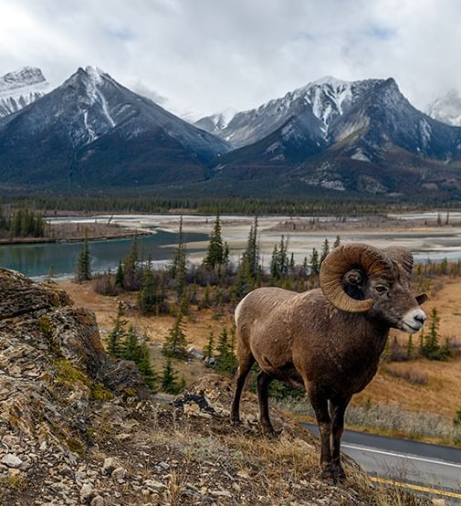 Moose captured in Jasper National Park near Coast Hinton Hotel