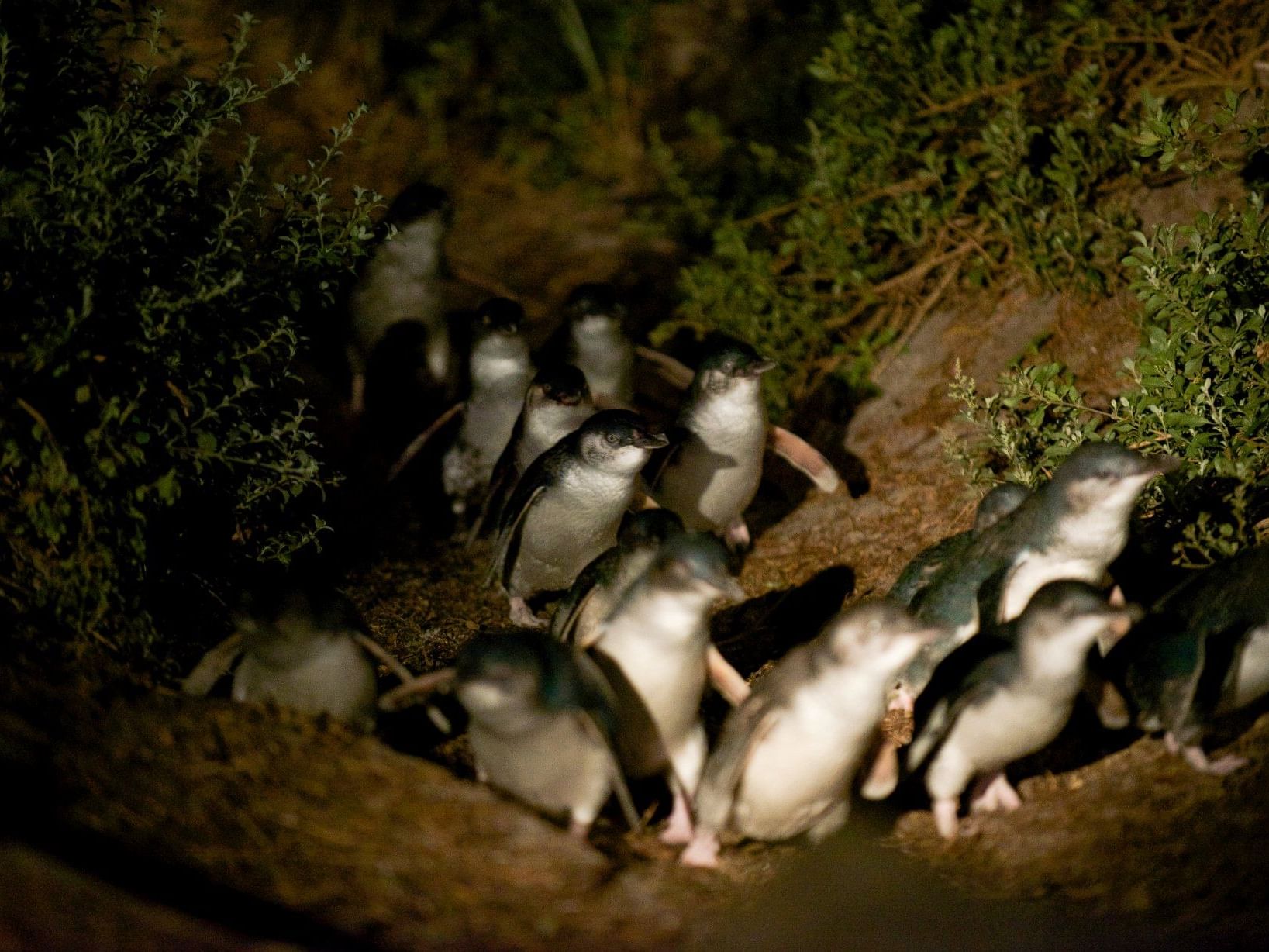 Close up on penguins at night near the Freycinet Lodge