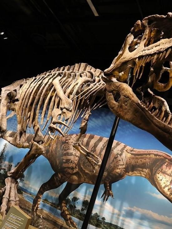 Large dinosaur skeleton by a mural under ceiling lights in Denver Museum of Nature & Science near Warwick Denver