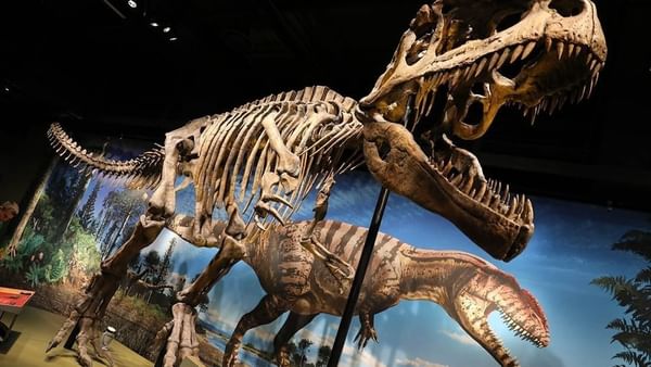 Large dinosaur skeleton by a mural under ceiling lights in Denver Museum of Nature & Science near Warwick Denver