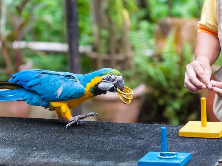 Macaw playing ring toss in KL Bird Park, a Bukit Bintang attraction near Imperial Lexis Kuala Lumpur