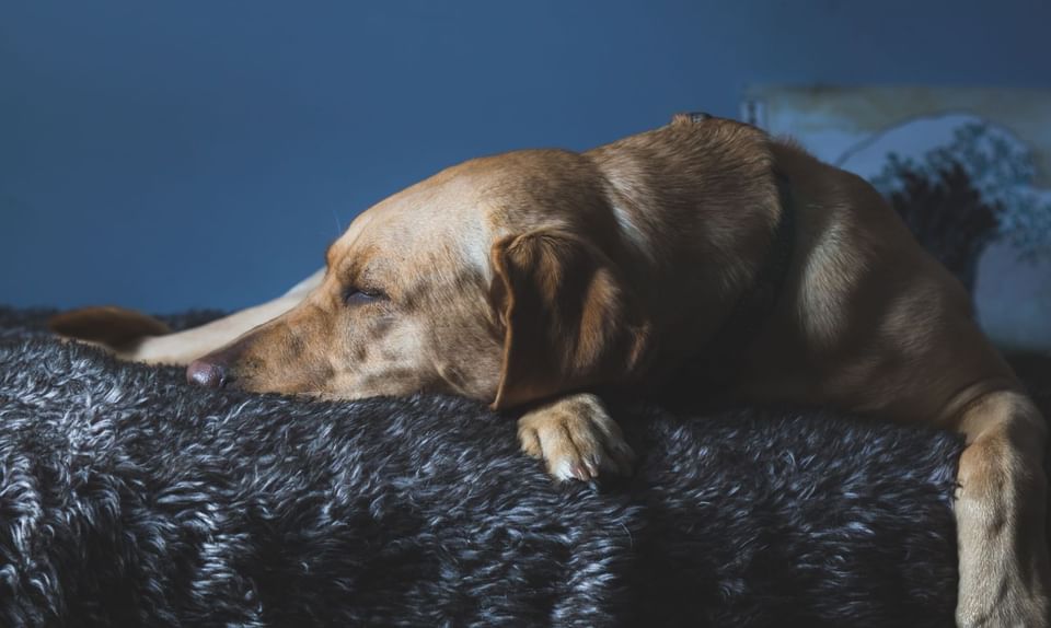 Closeup of a dog sleeping on the bed at The View Eastbourne