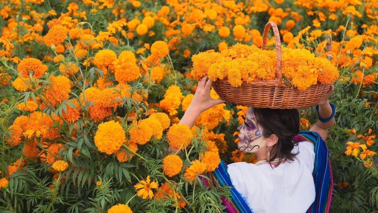 campos cempasuchil dia de muertos