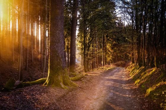 A path way which leads through a forest near Radisson Blu Badisc